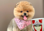 Pomeranian boo ayi Surat safkan yavrularımız